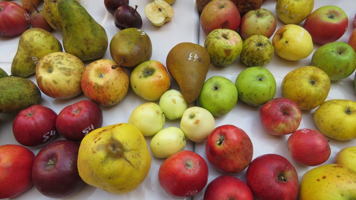 stare-sorte-vocaka-1