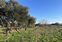 popunjavanje sadnih mjesta u starom vinogradu