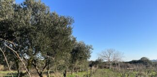 popunjavanje sadnih mjesta u starom vinogradu