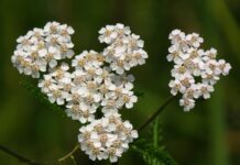 Stolisnik – hrana i lijek za perad