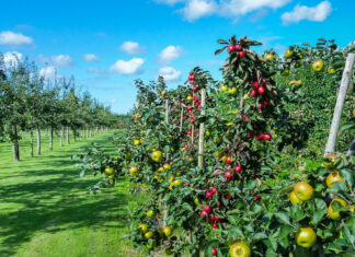 Stupaste jabuke - prednosti uzgoja