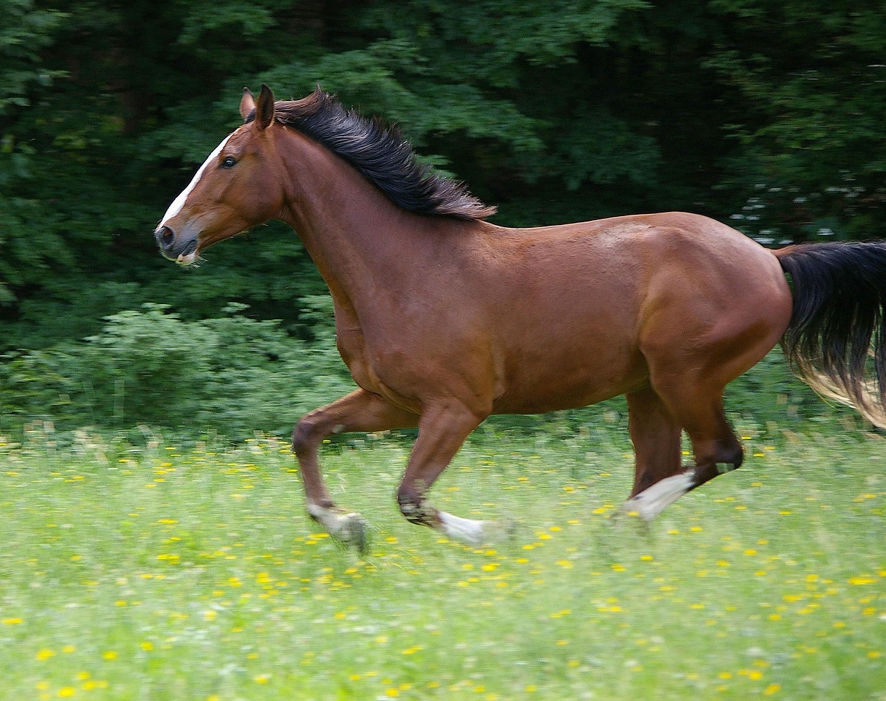 stux-horse-66339_1280