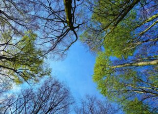 Potpora za ograničenje u gospodarenju šumama natura 2000