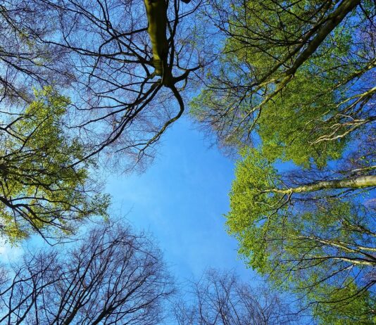 Radionice za korisnike potpora za ograničenje u gospodarenju šumama Potpora za ograničenje u gospodarenju šumama natura 2000