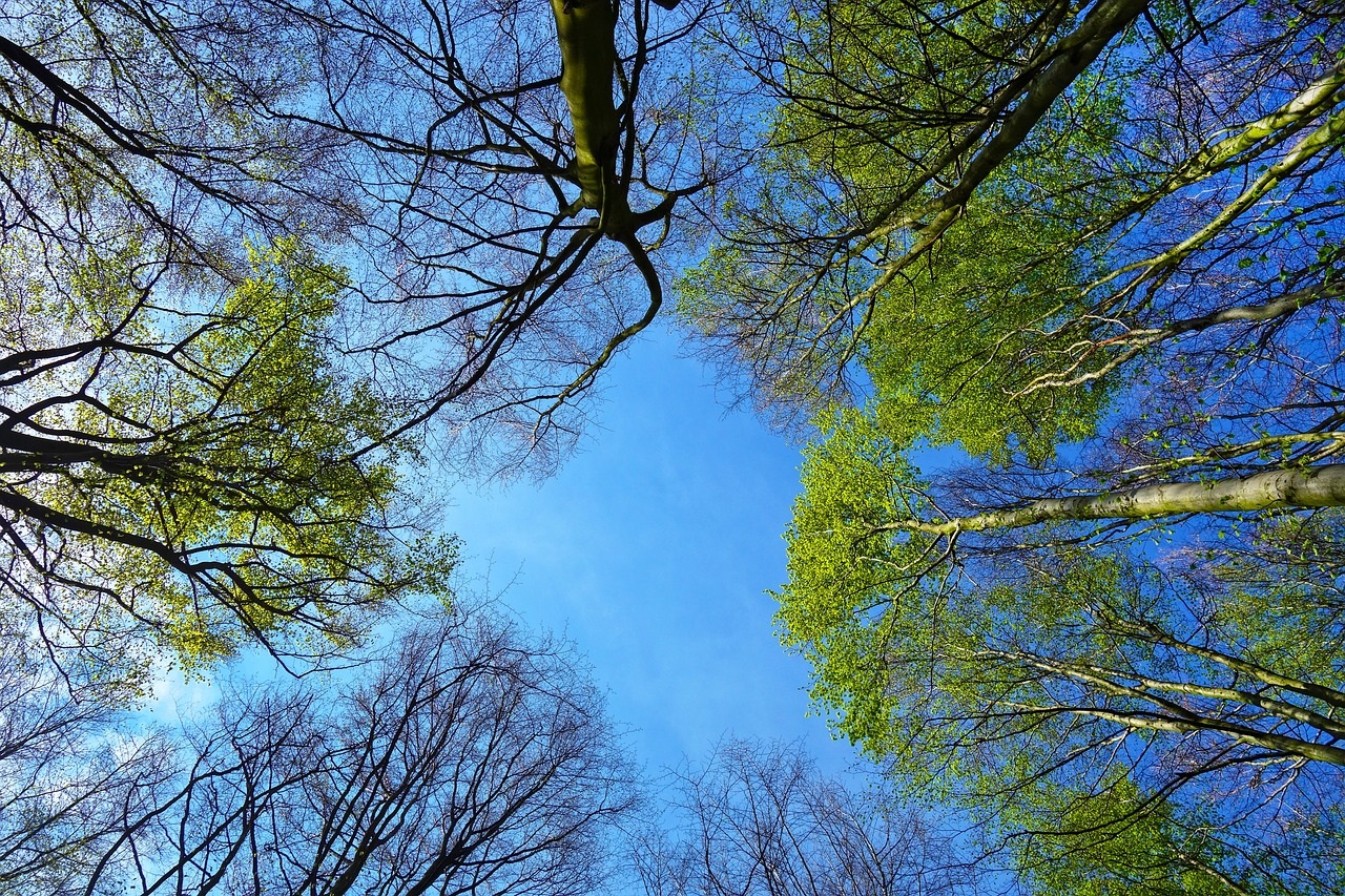 Potpora za ograničenje u gospodarenju šumama natura 2000