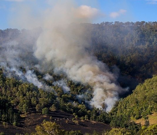 zaštita šume od požara