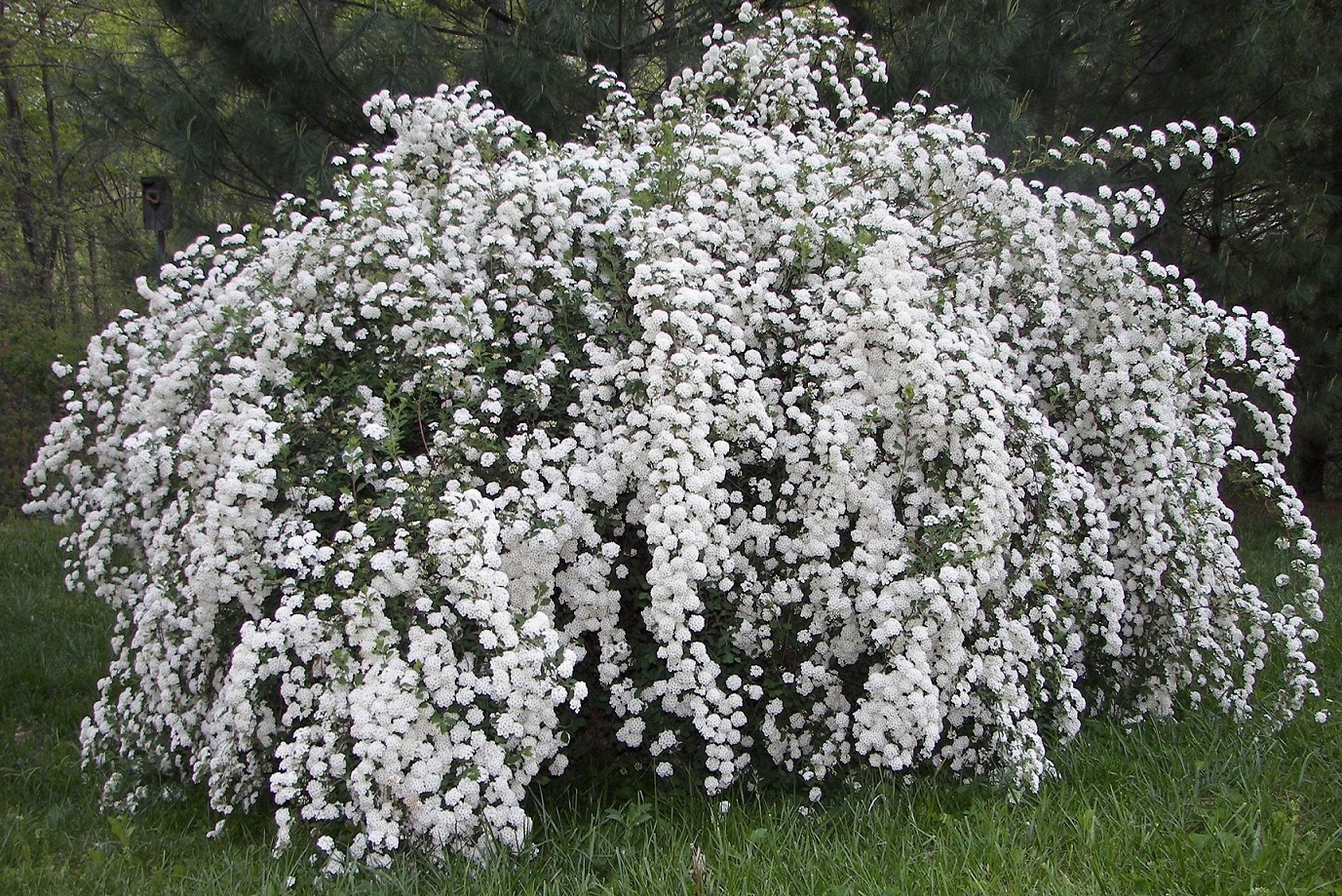 Proljetni cvatući grmovi