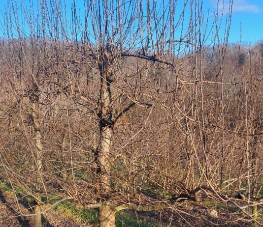 Zašto se ovoga proljeća suše stabla voćaka?