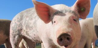 Učinkovitim mjerama spriječena pojava afričke svinjske kuge u Hrvatskoj