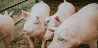 kastracija svinja zašto akstriramo svinje