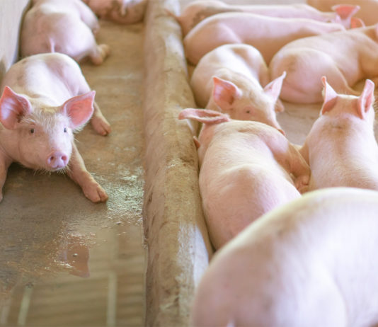 Očekuje nas rast cijena svinjskog mesa rast cijena svinjskog mesa