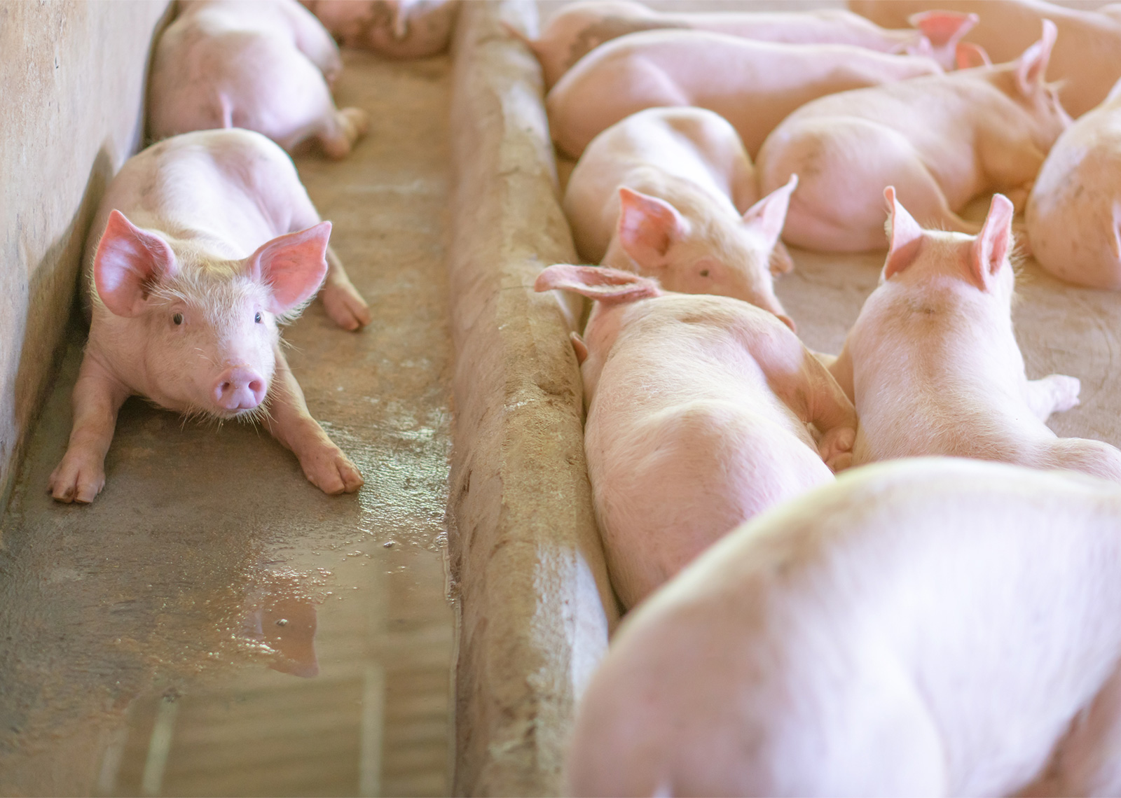 rast cijena svinjskog mesa