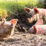 isplate potpora za proizvođače svinja