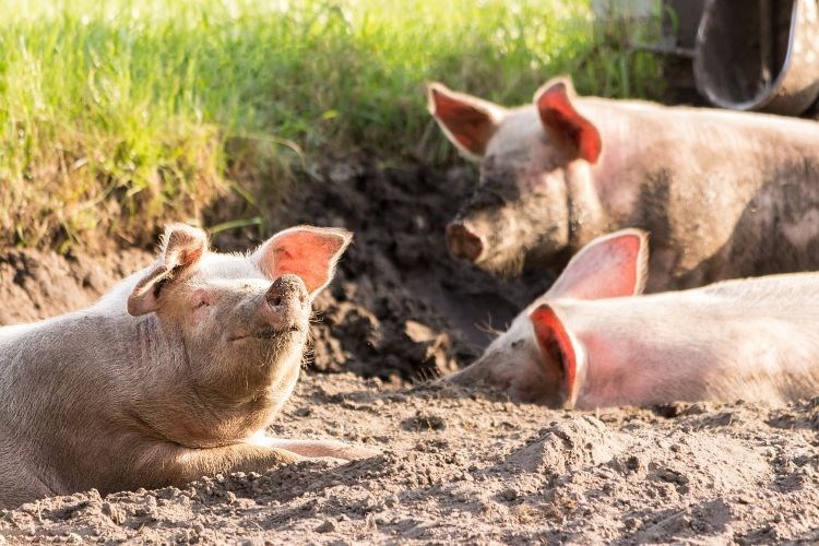 isplate potpora za proizvođače svinja