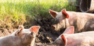 potpore proizvođačima svinja