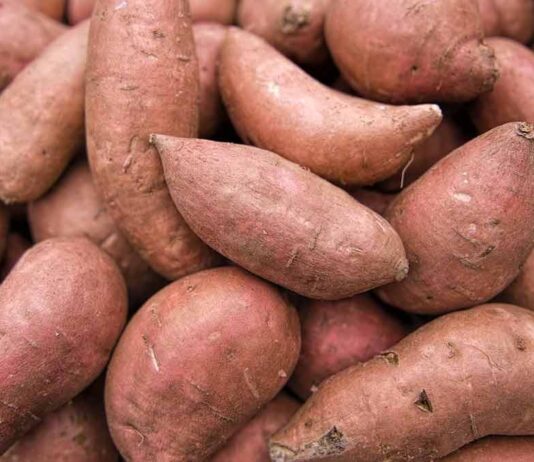 Isplati li se u Hrvatskoj uzgajati batat?