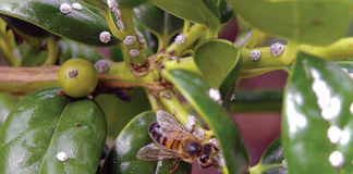mediljkovac za prihranu pčela