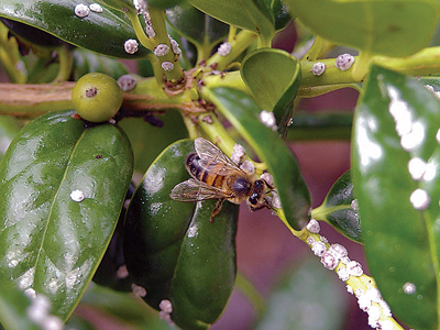 mediljkovac za prihranu pčela