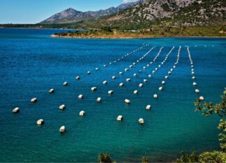 Potpore za štete od ribljih predatora na uzgajalištima dagnji vrijedne 5,6 milijuna eura