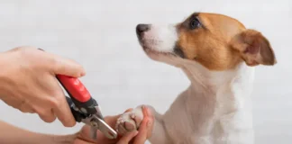Čiste i sretne šape: Pravilna njega noktiju kod pasa