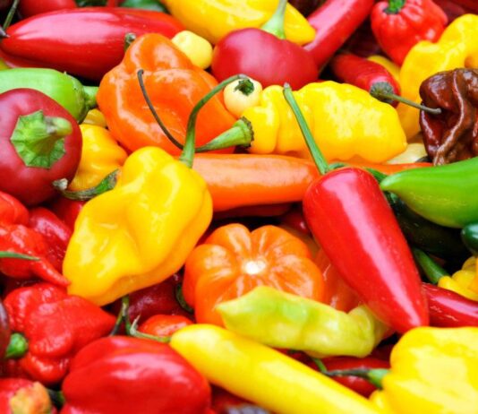 Boljom agrotehnikom do višestruko većeg prinosa paprike Boljom agrotehnikom do višestruko većeg prinosa paprike