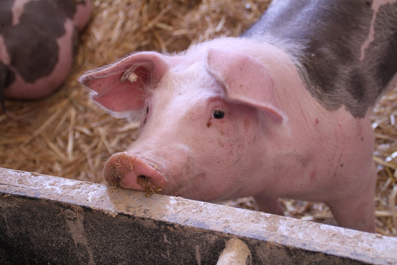tomwieden-pig-4502063_1280