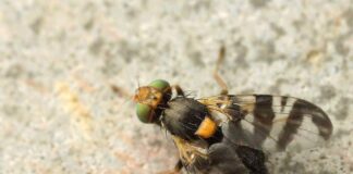 Crna trešnjina uš i trešnjina muha