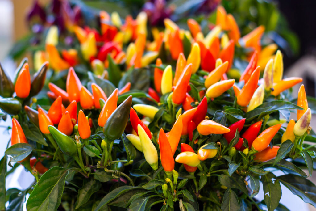 Neodoljivi plodovi - ukrasna paprika