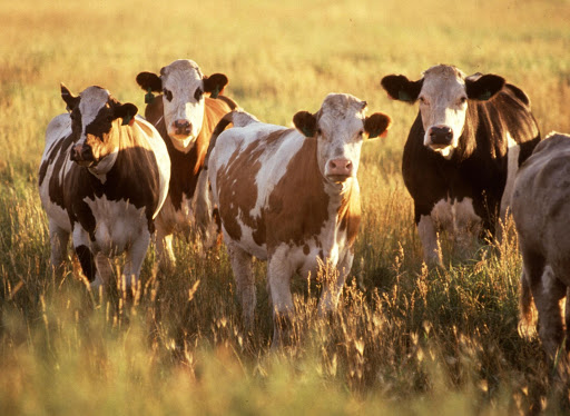 Povijesni uspjeh hrvatskog uzgoja goveda