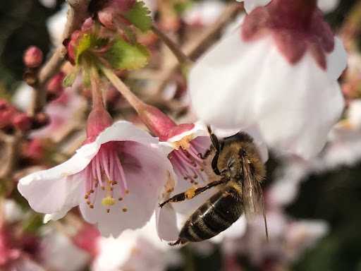 Pčelinjak u travnju