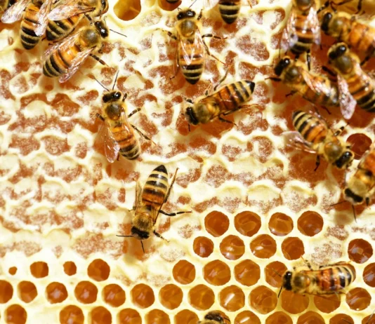 Vrcanje meda