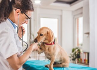 cjepivo protiv bjesnoće cijepljenje psa