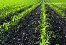 Sjetva i uzgoj okopavinskih kultura