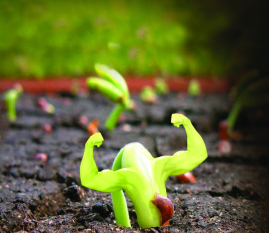 Kako pojačati ''imunitet'' povrća?