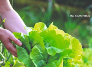 prehrambena vrijednost salate uzgoj salate