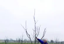 Rezidba lupinastih voćnih vrsta