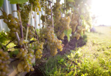 PIWI sorte vinove loze: put prema održivoj proizvodnji grožđa i vina