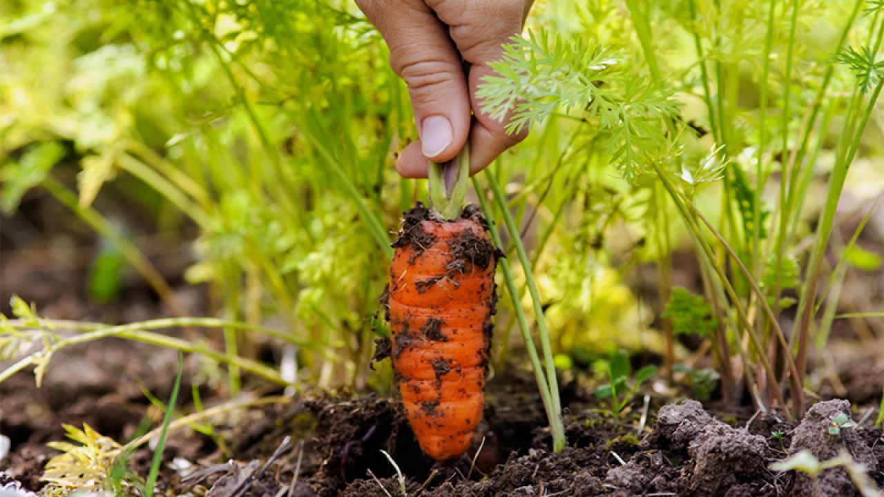 Uzgoj korjenastog povrća u loncima