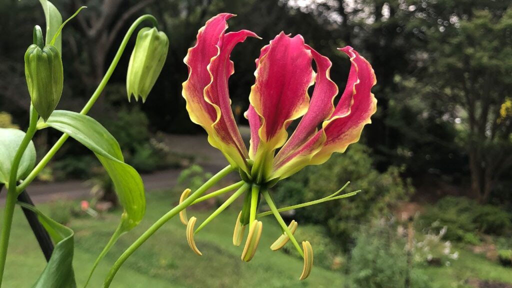 Proljetna sadnja vatrene krune (Gloriosa)