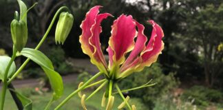 Proljetna sadnja vatrene krune (Gloriosa)