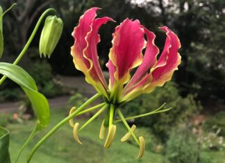 Proljetna sadnja vatrene krune (Gloriosa)
