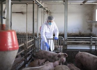 borba protiv afričke svinjske kuge