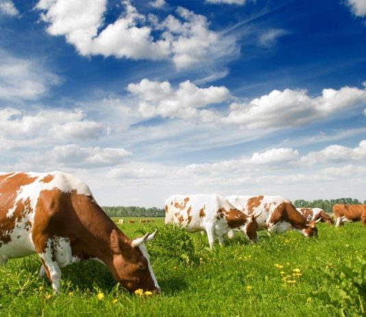 iaks mjere izravna plaćanja