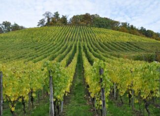 Uskoro novi Javni natječaj za mjeru Restrukturiranje i konverzija vinograda