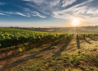 rast površina pod vinovom lozom