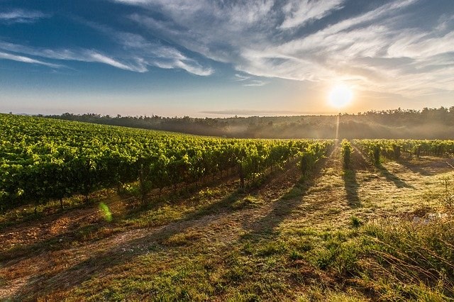 sufinanciranje rada vinara i vinogradara