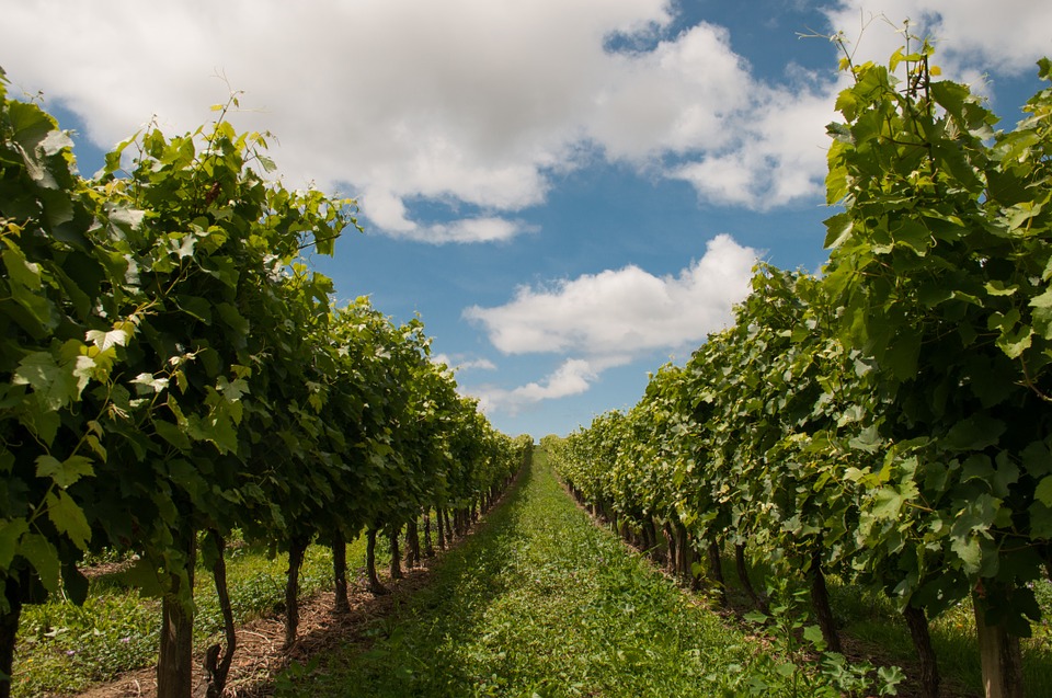 Vlada donijela nove mjere pomoći sektorima stočarstva i vinarstva