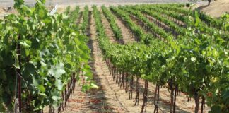 Zaštita vinograda nakon cvatnje