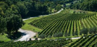 Preporuka vinogradarima: Zaštita vinograda početkom vegetacije