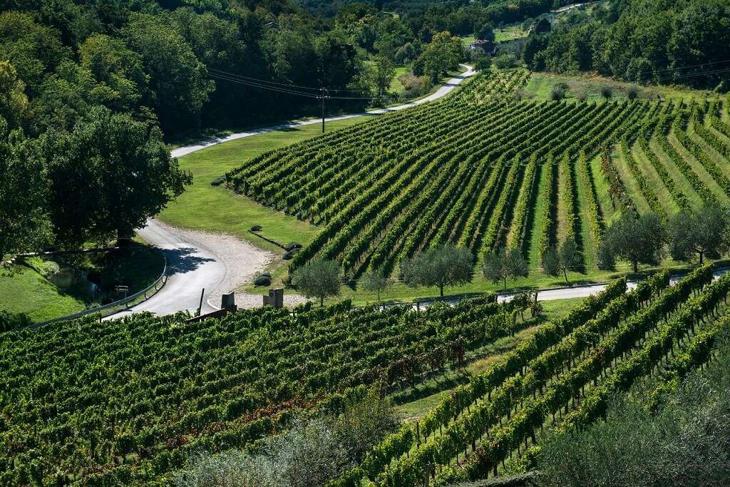 Preporuka vinogradarima: Zaštita vinograda početkom vegetacije